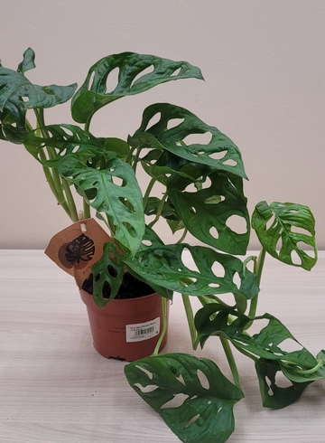 Монстера от интернет-магазина цветов в 