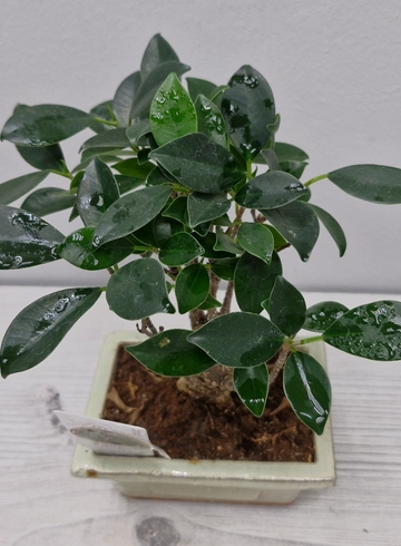 Бонсай от интернет-магазина цветов в 