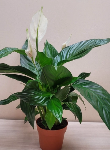 Спатифиллум  60  см от интернет-магазина цветов в 