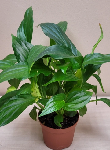 Спатифиллум 20 см от интернет-магазина цветов в 