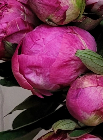 Пион яркорозовый от интернет-магазина цветов в 