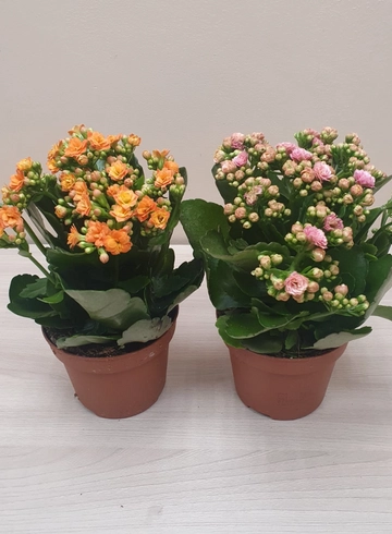 Каланхоэ горшечные от интернет-магазина цветов в 