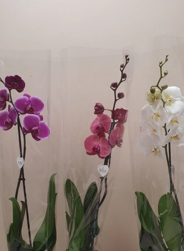 Орхидея фаленопсис от интернет-магазина цветов в 