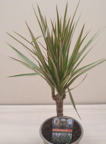 Драцена от интернет-магазина цветов в 