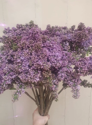 Сирень 1 ветка от интернет-магазина цветов в 