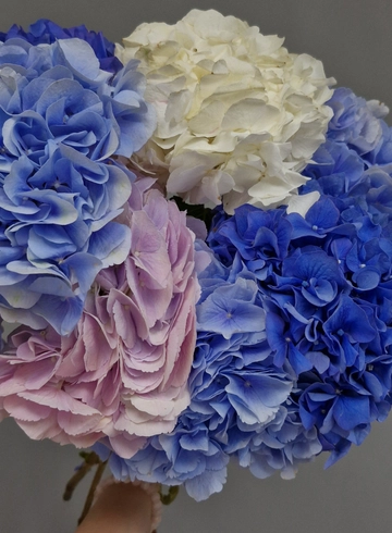 Гортензия (микс) 1 штука от интернет-магазина цветов в 