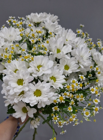 Ромашковое  поле от интернет-магазина цветов в 