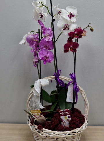 Премиум с орхидеями от интернет-магазина цветов в 