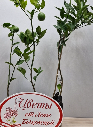 Лимон Павловский от интернет-магазина цветов в 