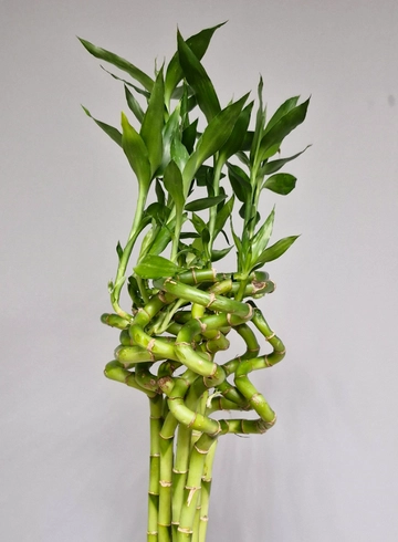 Бамбук (1 штука) от интернет-магазина цветов в 