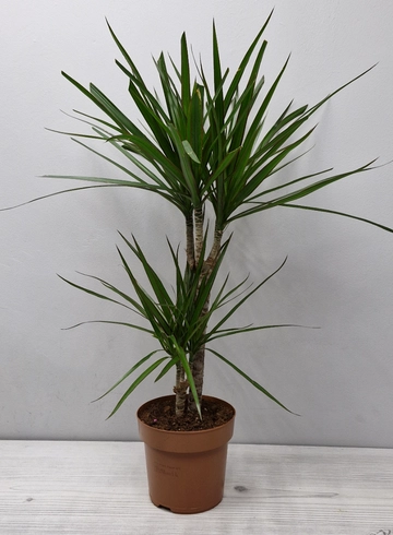 Драцена 70 см от интернет-магазина цветов в 