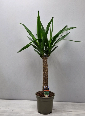 Юкка 70 см от интернет-магазина цветов в 