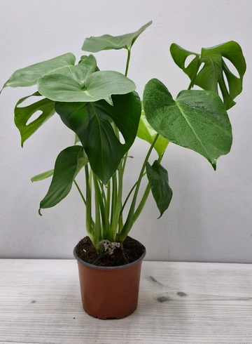 Монстера 70 см от интернет-магазина цветов в 