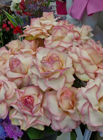 Французская роза (1 штука) от интернет-магазина цветов в 