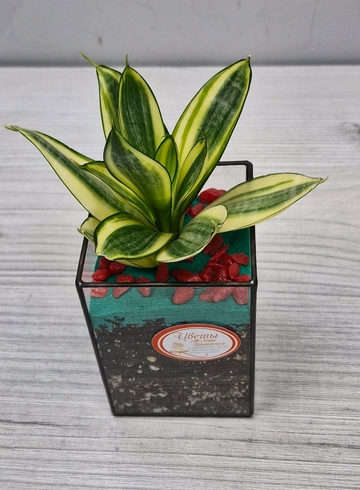 Флорариум ,,Сансевиерия,, от интернет-магазина цветов в 