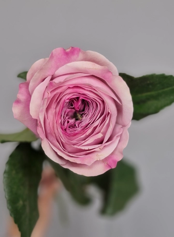 Пионкисс (пионовидная роза) от интернет-магазина цветов в 