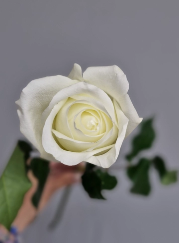 Арктика от интернет-магазина цветов в 