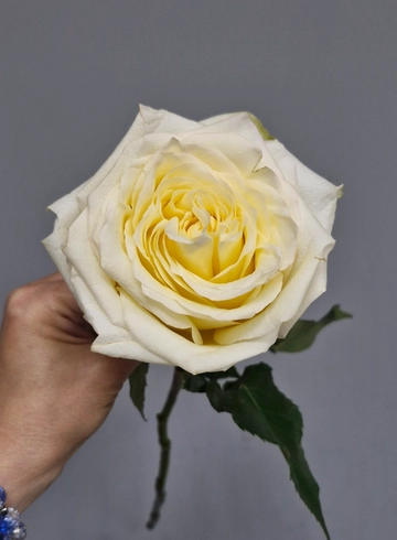 Кендилайт (пионовидная роза) от интернет-магазина цветов в 