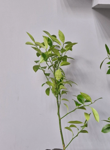 Лимон от интернет-магазина цветов в 