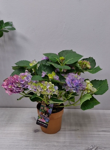 Гортензия от интернет-магазина цветов в 