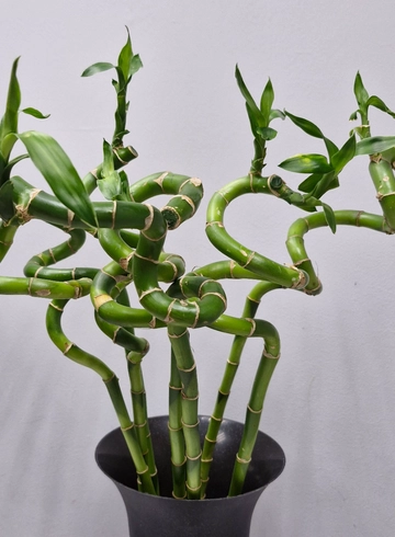 Бамбук 60 см, 1 щтука от интернет-магазина цветов в 