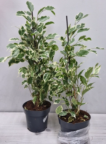 Фикус Бенджамино вариегатный  от интернет-магазина цветов в 