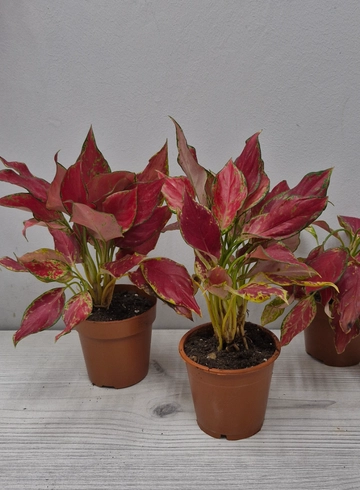 Аглаонема ред от интернет-магазина цветов в 