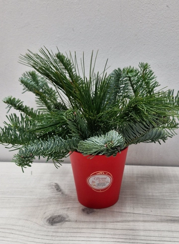 Хвойная в стаканчике  от интернет-магазина цветов в 