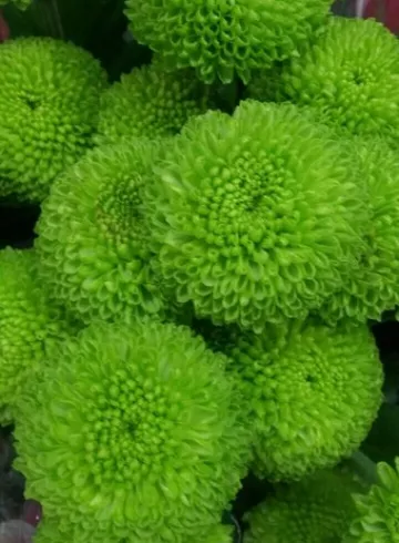 Филинг Гри от интернет-магазина цветов в 