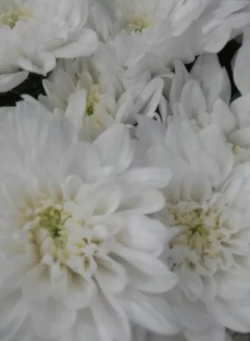 Балтика от интернет-магазина цветов в 