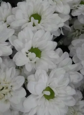 Баккарди от интернет-магазина цветов в 