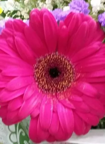 Малиновые герберы от интернет-магазина цветов в 