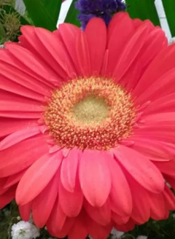 Оранжевая гербера от интернет-магазина цветов в 