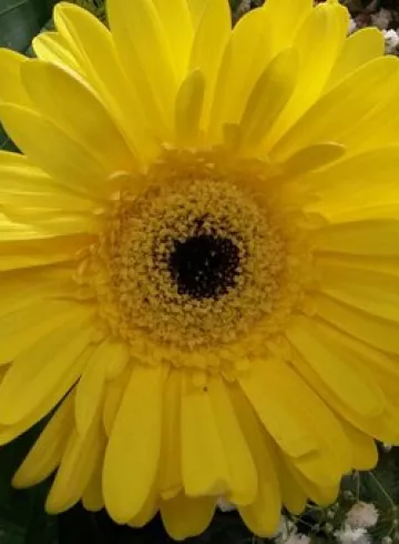 Желтые герберы от интернет-магазина цветов в 