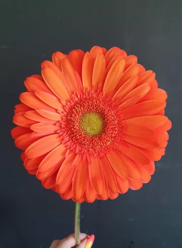 Гербер Оранжевый от интернет-магазина цветов в 