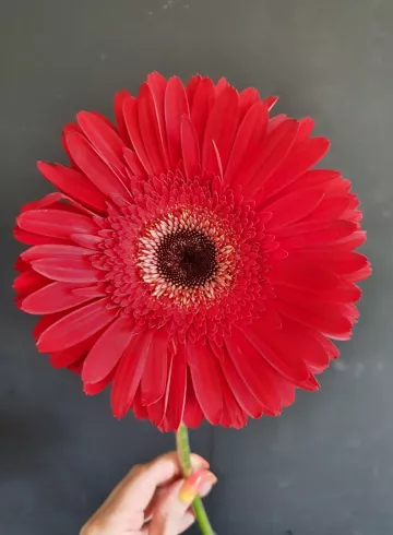 Гербер Красный от интернет-магазина цветов в 