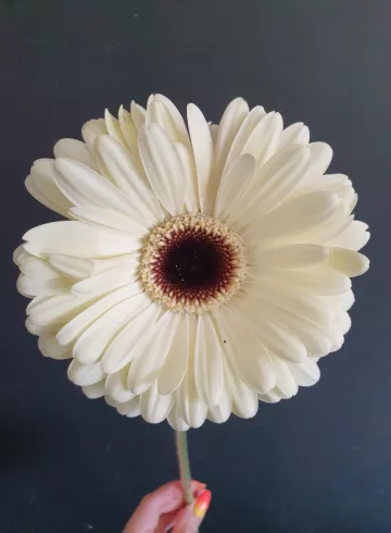 Герберы Нежно-белые от интернет-магазина цветов в 