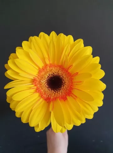 Гербера Желтая от интернет-магазина цветов в 