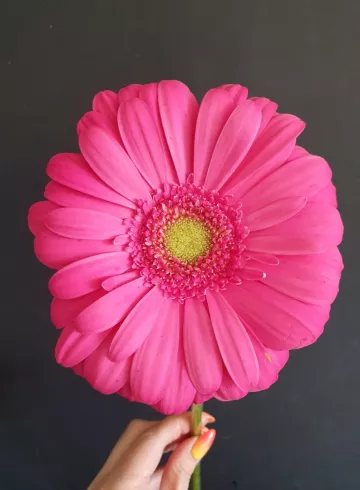 Гербер Ярко Розовый от интернет-магазина цветов в 