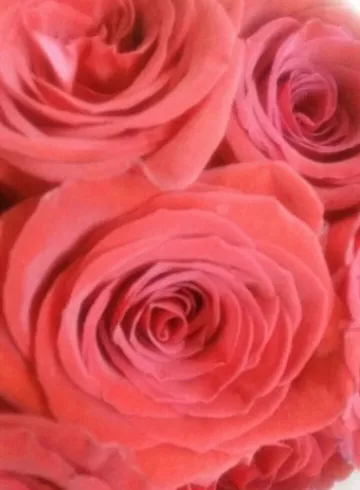 Фридом от интернет-магазина цветов в 