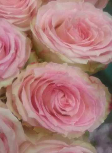 Эсперанс от интернет-магазина цветов в 