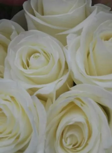 Полар Стар от интернет-магазина цветов в 