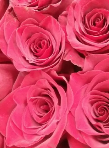 Эксплорер от интернет-магазина цветов в 