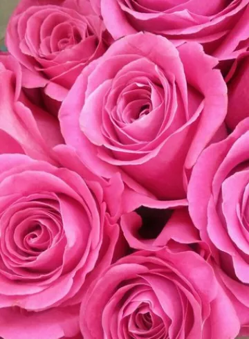 Пинк Флоид от интернет-магазина цветов в 