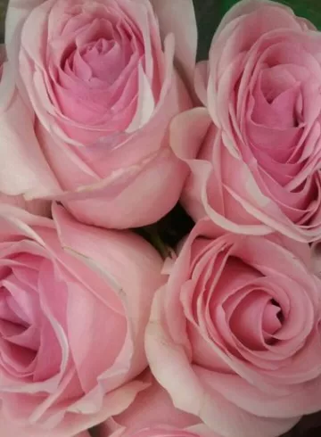 Новиа от интернет-магазина цветов в 