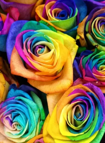 Радужная роза от интернет-магазина цветов в 