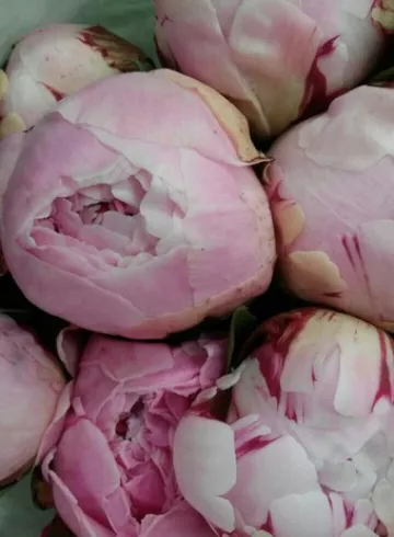 Розовый пион от интернет-магазина цветов в 