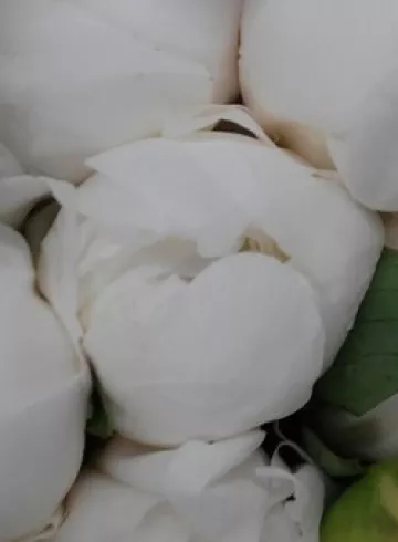 Белый пион от интернет-магазина цветов в 