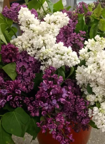 Сирень - ветка от интернет-магазина цветов в 