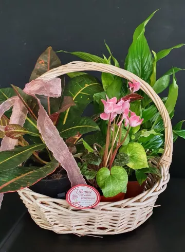 Корзина из комнатных растений &laquo;Для тебя&raquo; от интернет-магазина цветов в 